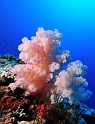 Corail epineux